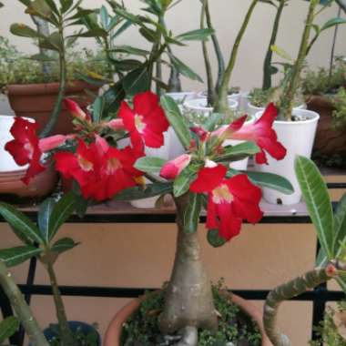Francisco's garden