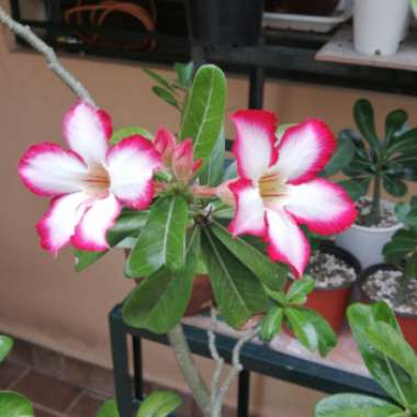 Francisco's garden