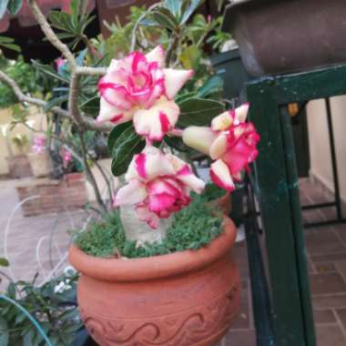 Francisco's garden