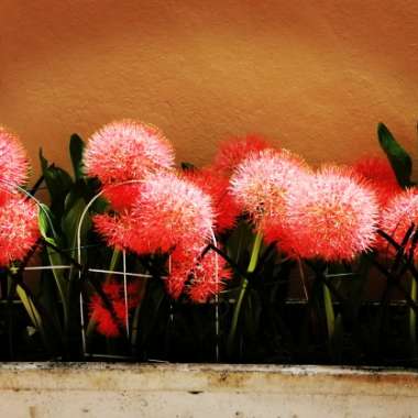 Francisco's garden