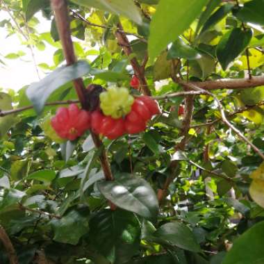 Francisco's garden