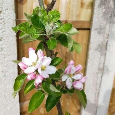Apple 'James Grieve'