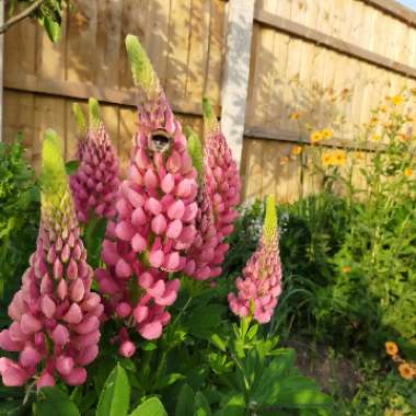 Lupin 'Masterpiece'