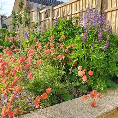 Christian's garden
