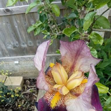Bearded Iris