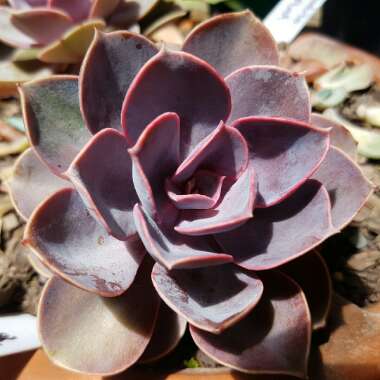 The flaming sword plant