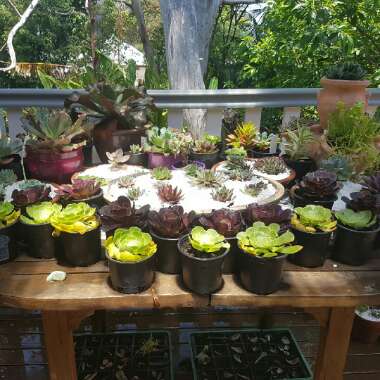 Aeonium (Unknown Variety)