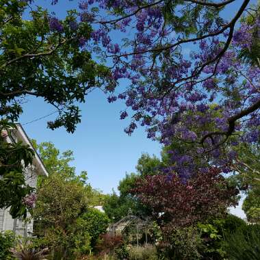 Frances's garden