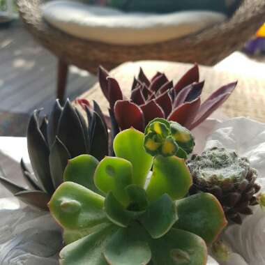 Echeveria 'Black Knight'
