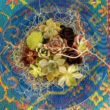 Succulent