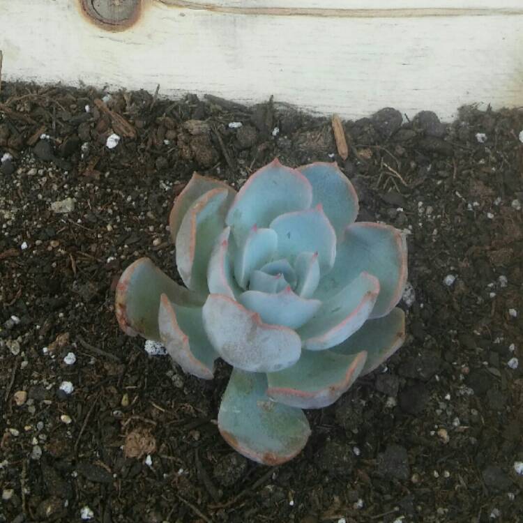 plant image 192352 plant image 192352