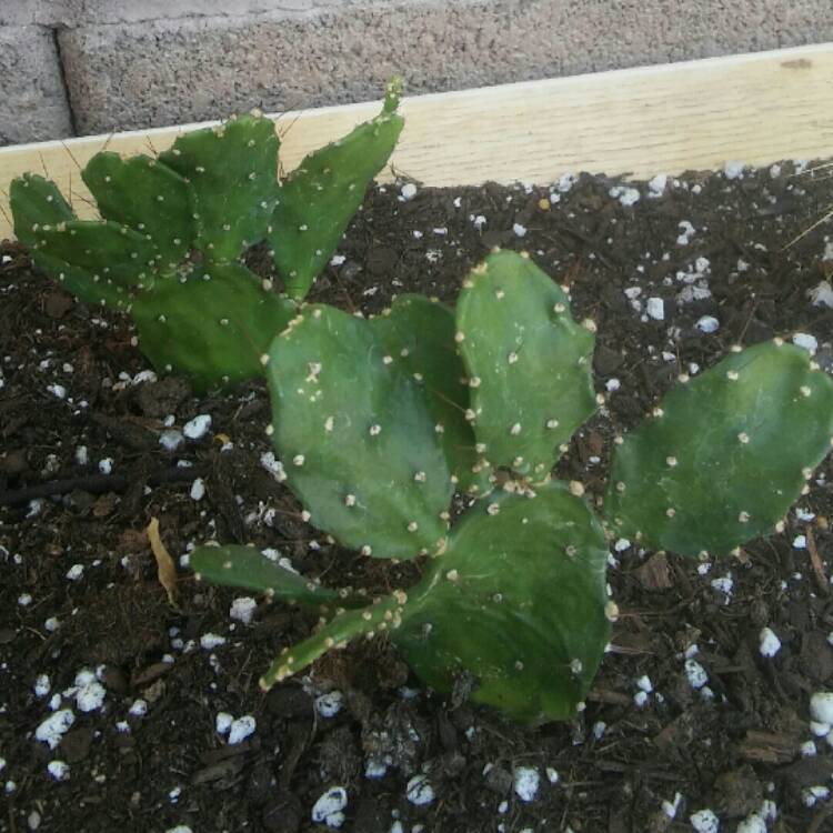 Plant image Opuntia Argentina