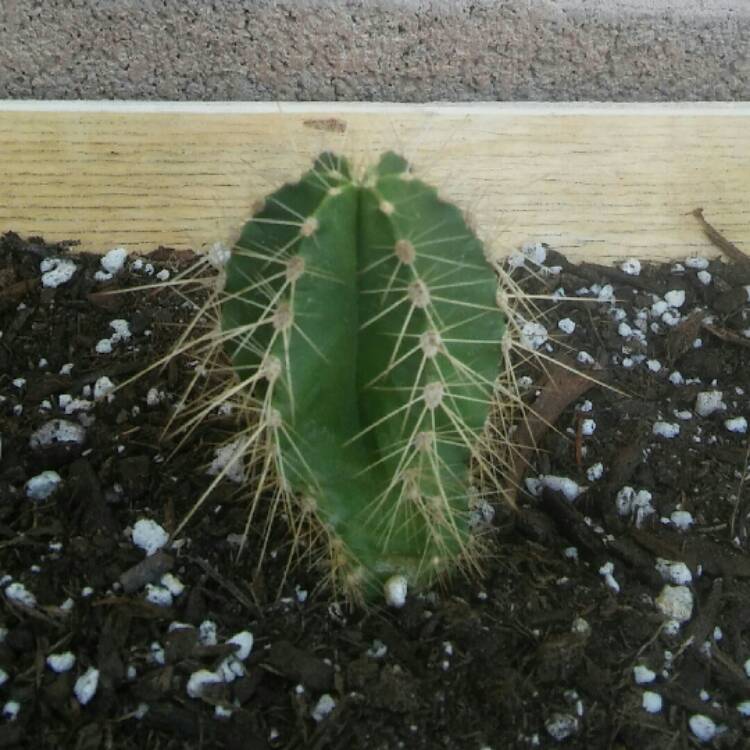 Plant image Stenocereus dumortierii