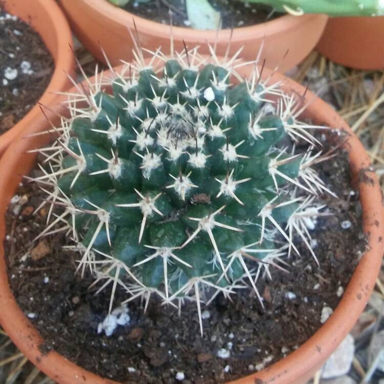 Plant image Mammillaria karwinskiana 'Nejapensis'