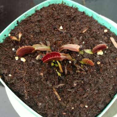 Dionaea muscipula