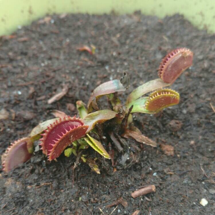 plant image 310855
