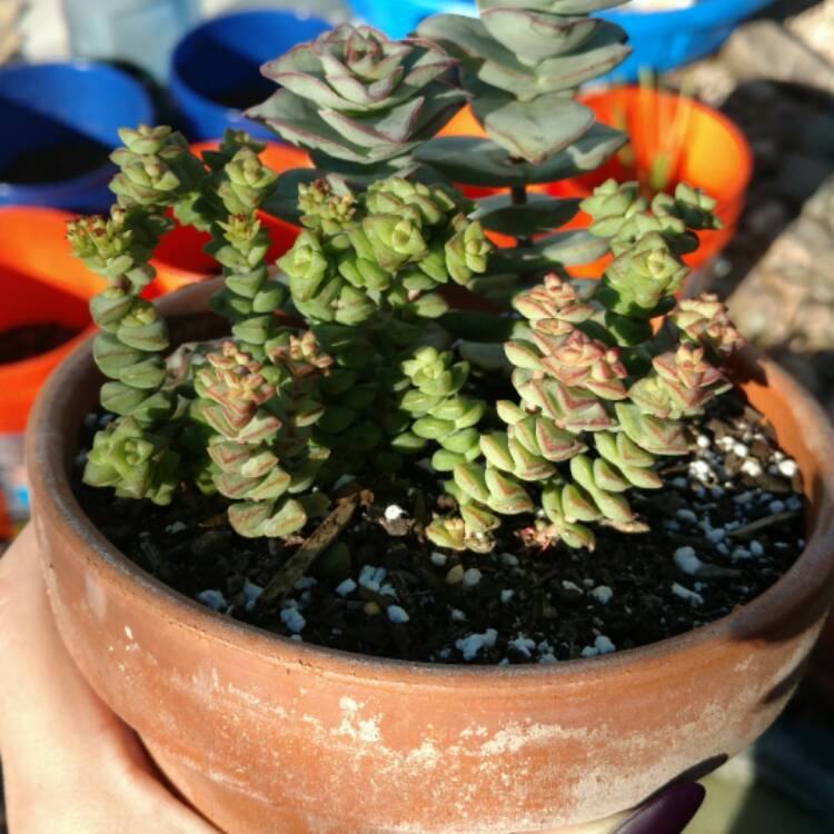 plant image 320679