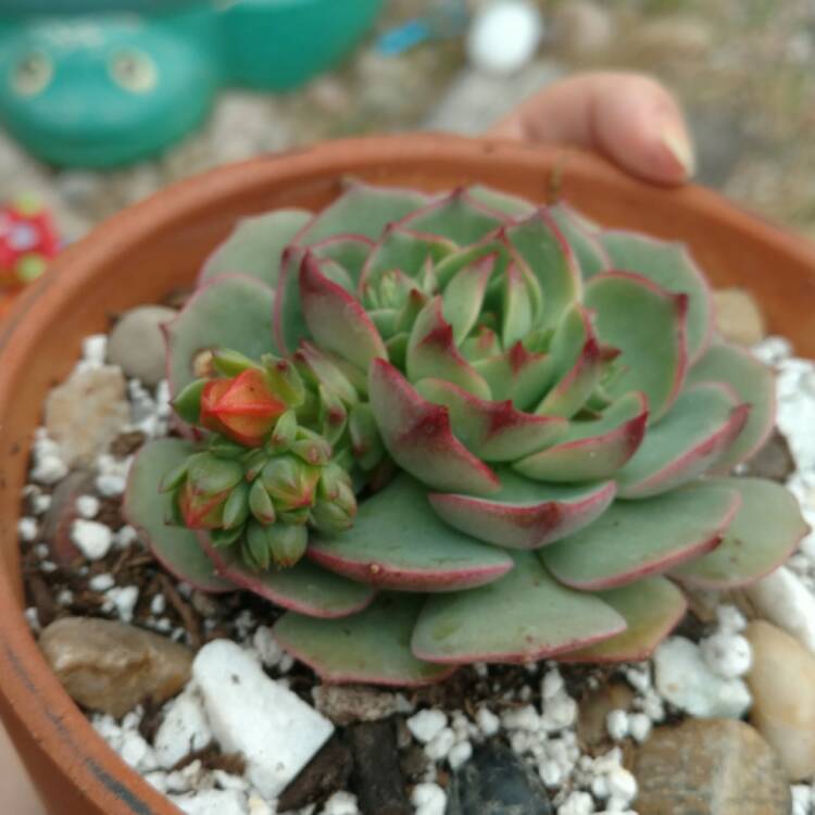 plant image 328002 plant image 328002