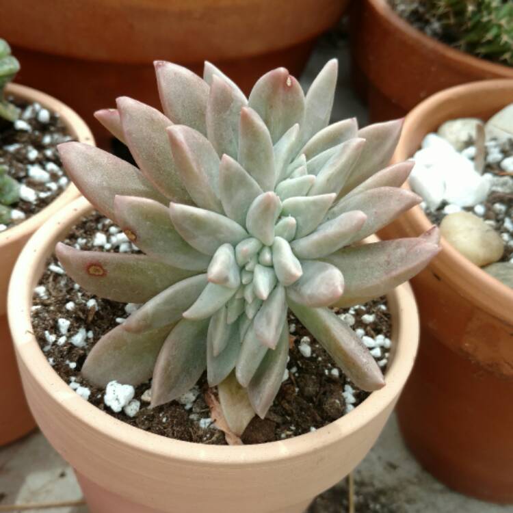 plant image 338080
