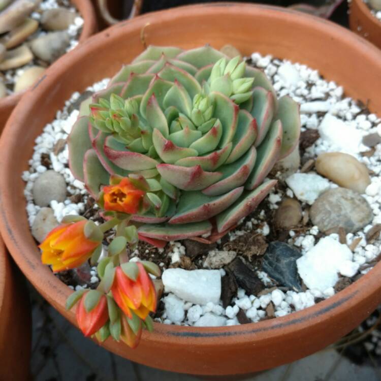 Plant image Echeveria Ramillete