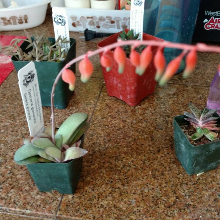 Plant image Gasteria Glomerata