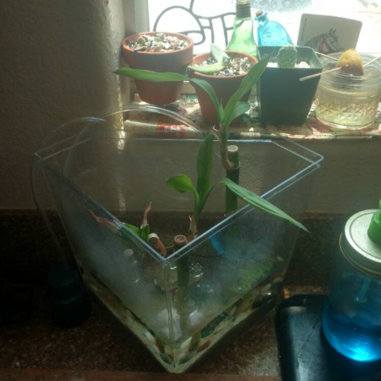 plant image 402074