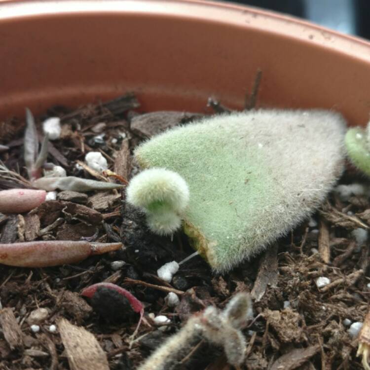 Plant image Kalanchoe tomentosa 'Black Tie'