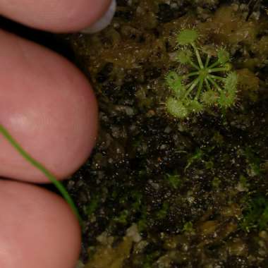 Spoon-leaved Sundew