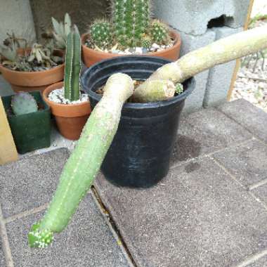 Frankie's garden