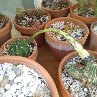 Easter Lily Cactus 'Dominos'