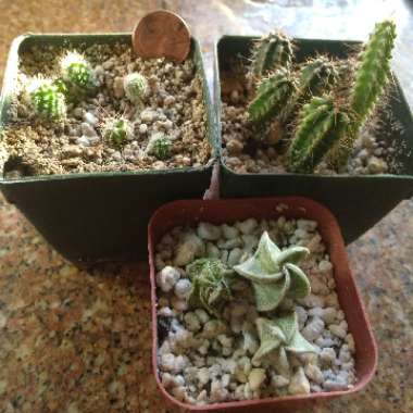 Frankie's garden