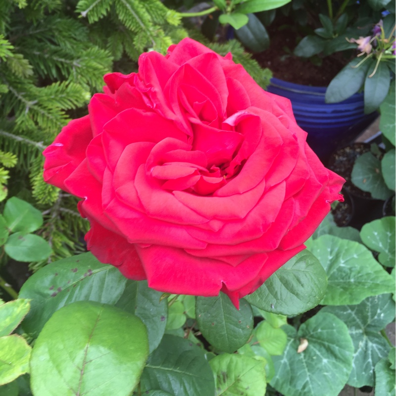 plant image 112684