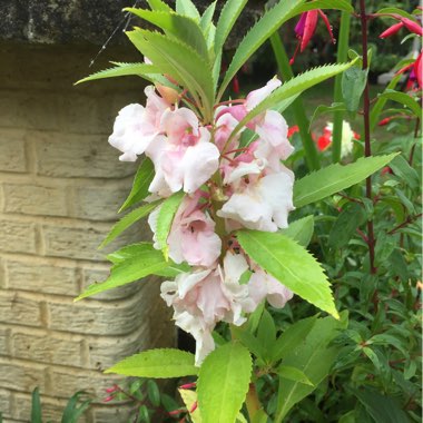 Sandra's garden