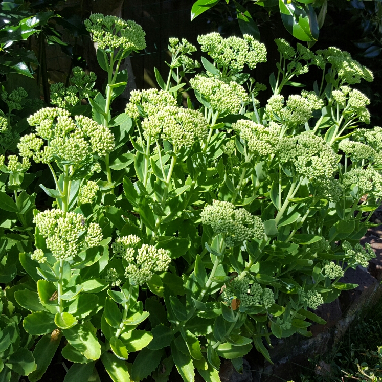 plant image 192049
