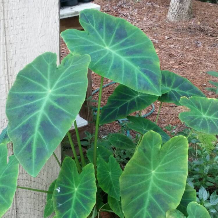 Plant image Colocasia esculenta 'Black Beauty'
