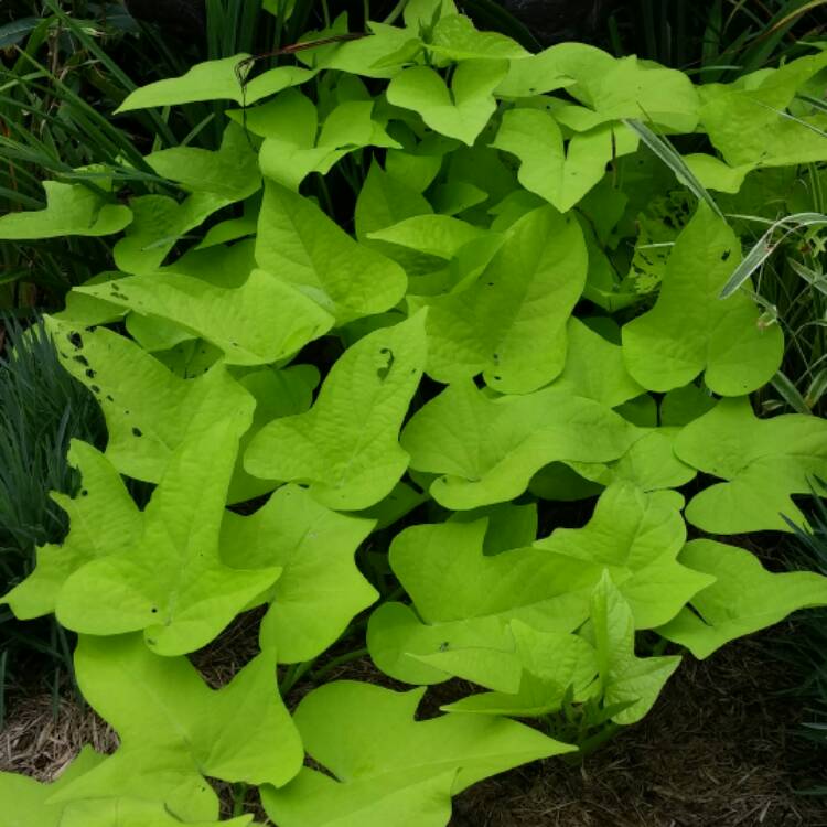 Plant image Ipomoea Batatas 'Sweet Caroline Green'