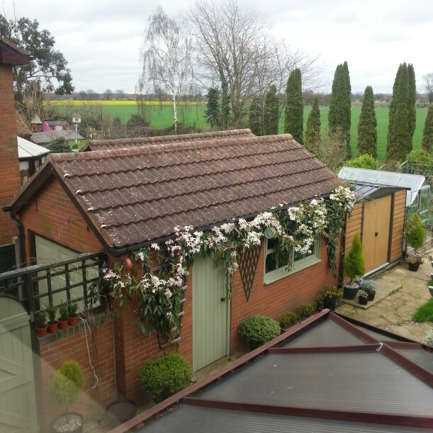 Damian's garden