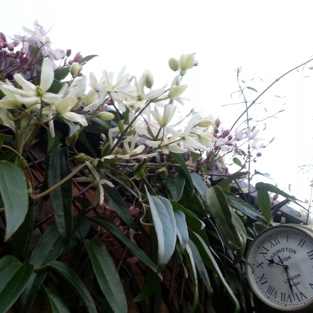 Clematis 'Henryi'