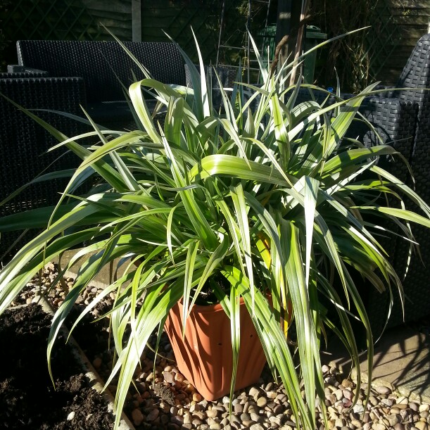 Damian's garden