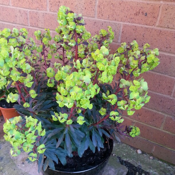 Wood Spurge 'Purpurea'