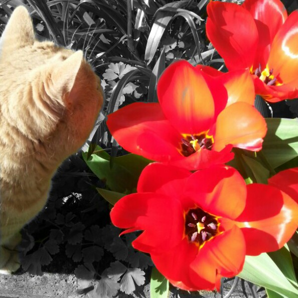 Damian's garden