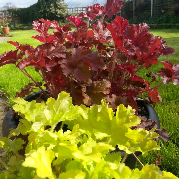 Alumroot
