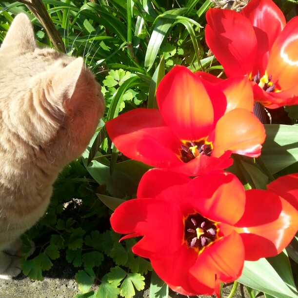 Tulip