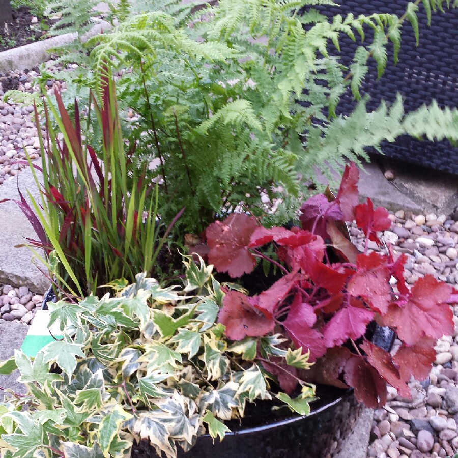 Damian's garden