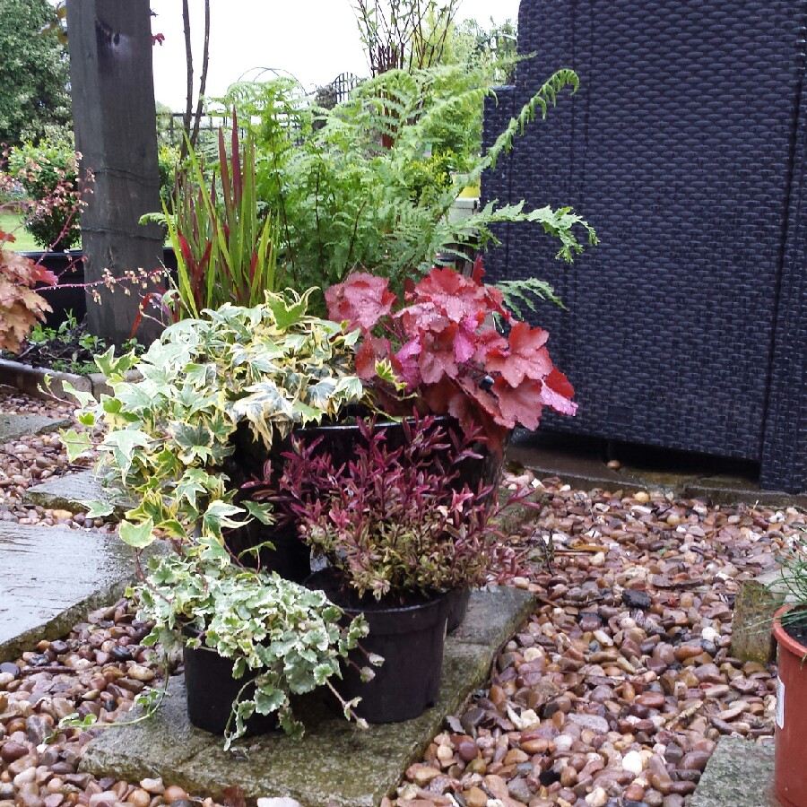 Damian's garden