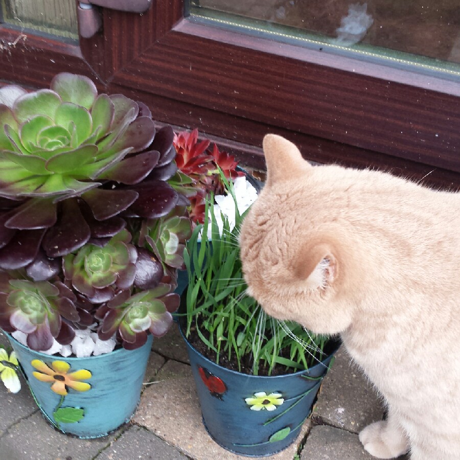 Cat Grass
