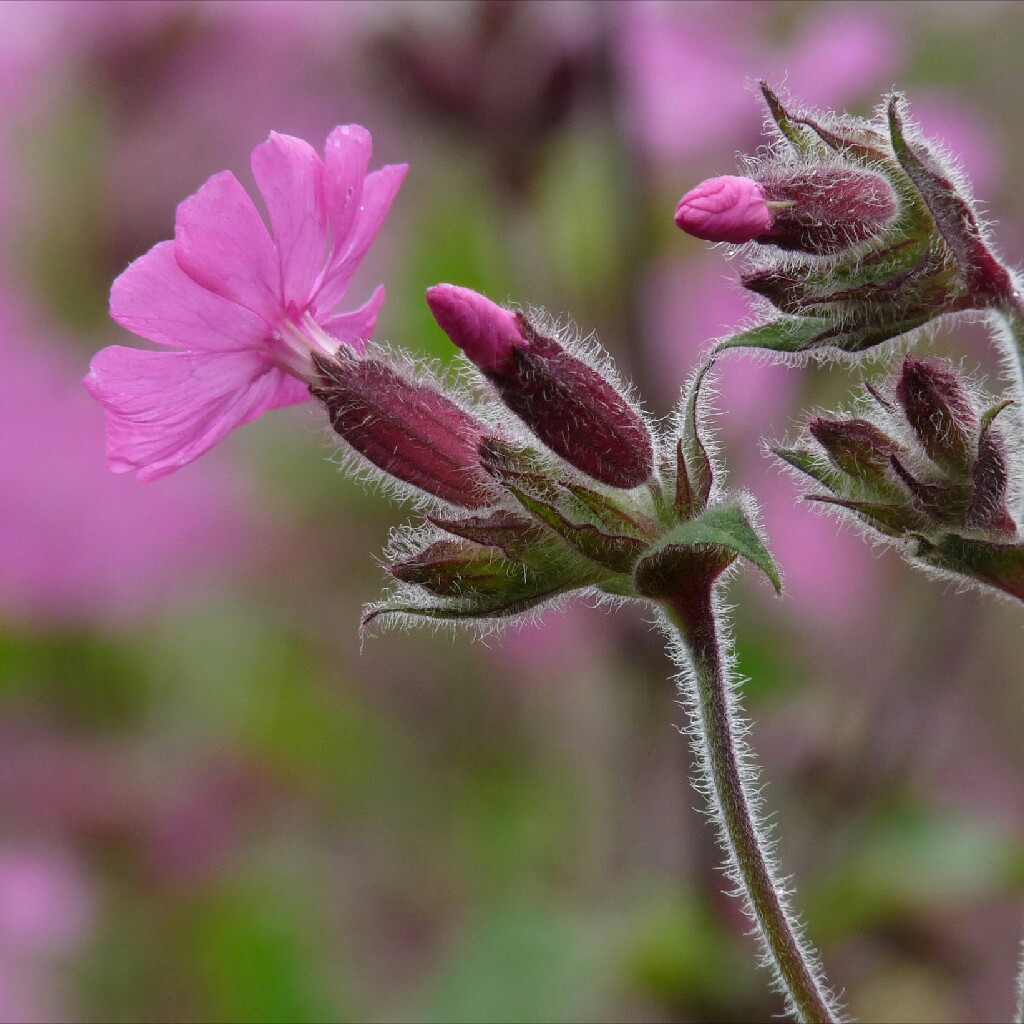 Frank's garden