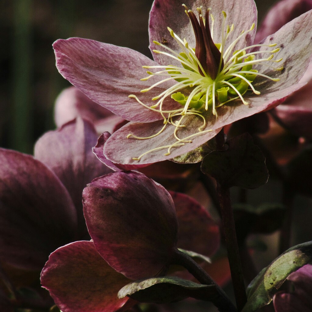 Frank's garden