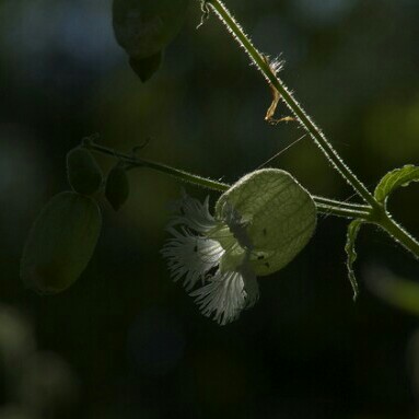 Frank's garden