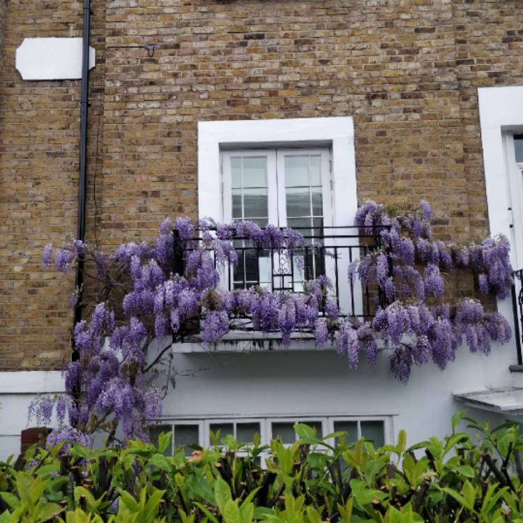 Plant image Wisteria floribunda 'Burford'